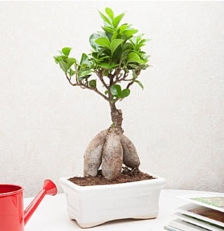 Exotic Ficus Bonsai ginseng  Artvin iek servisi , ieki adresleri 